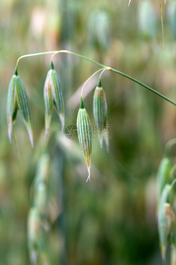 绿色的OatSpik图片