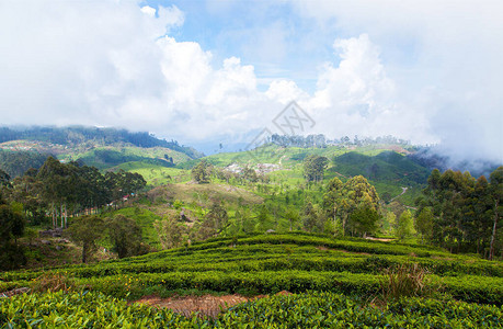 景观热带山区茶园图片