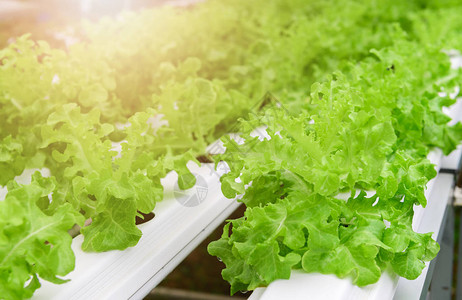 水培农场系统植物中的绿色橡木生菜沙拉蔬菜在没有土壤的水和阳光下图片