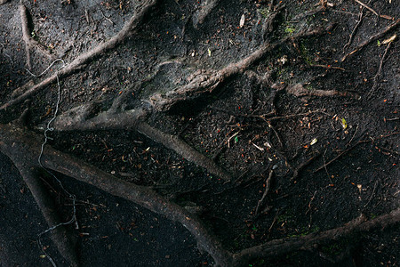 森林中老树根的图案纹理图片