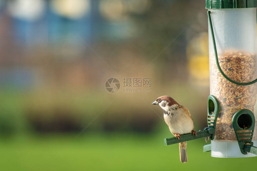 鸟食的麻雀图片