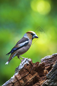 关闭一只雄小鸟在森林中游荡的幼鸟图片