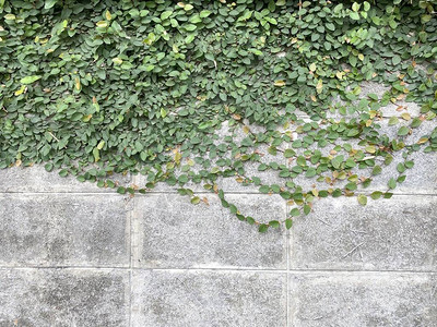 石墙上的绿色常春藤图片
