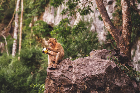 泰国野猴子吃图片