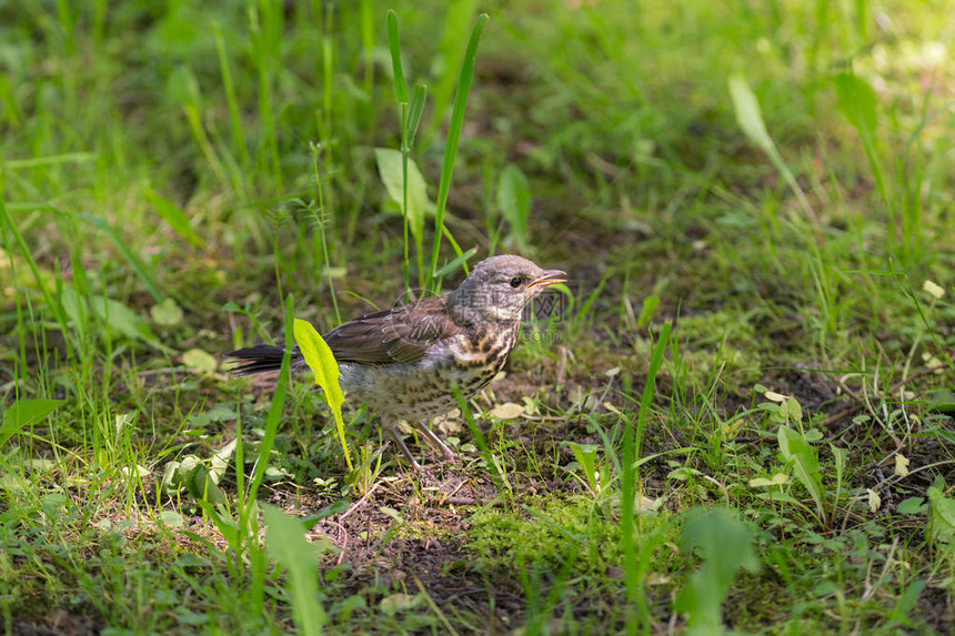 春天绿草地上的小鸡雪鸟图片