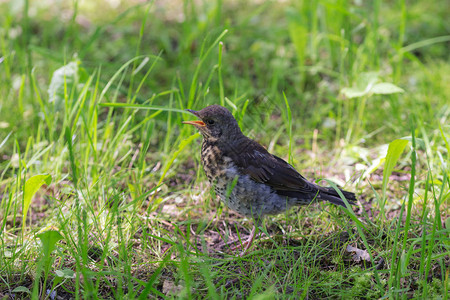 春天草地上的小鸟图片