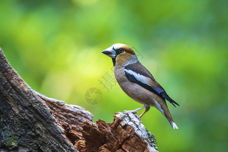 关闭一只雄小鸟在森林中游荡的幼鸟背景图片