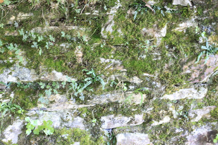 石墙背景与苔藓和植物图片