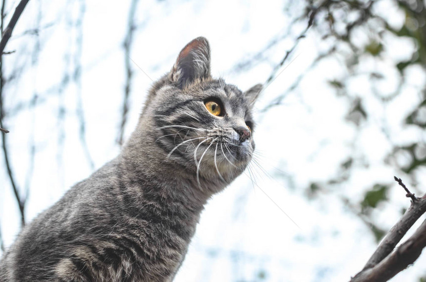 灰小猫的肖像它正图片