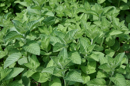 绿色薄荷植物Mentha生长近距离图片