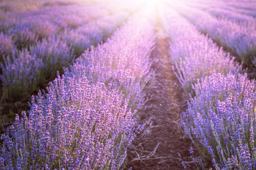 日落天空上盛开的紫罗兰色薰衣草田图片