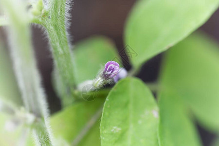 大豆植物的紫色花大豆图片