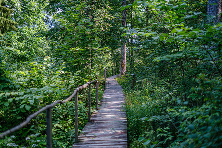 林绿色夏日为自然娱乐活动提供有楼梯的老图片
