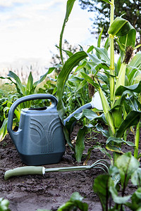 水罐和小手花园在玉米田中摇摆图片