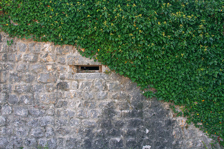 以绿色为背景的旧石墙绿叶斜地覆盖在石墙上石头图片