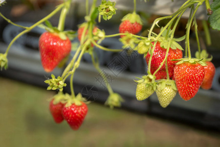 草莓生长在一张桌面灌溉系统的一个圆洞里图片