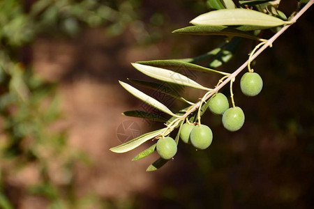 九月橄榄树枝上的绿橄榄图片