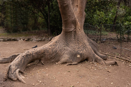一棵巨大的老树的干和根与树皮纹理图片