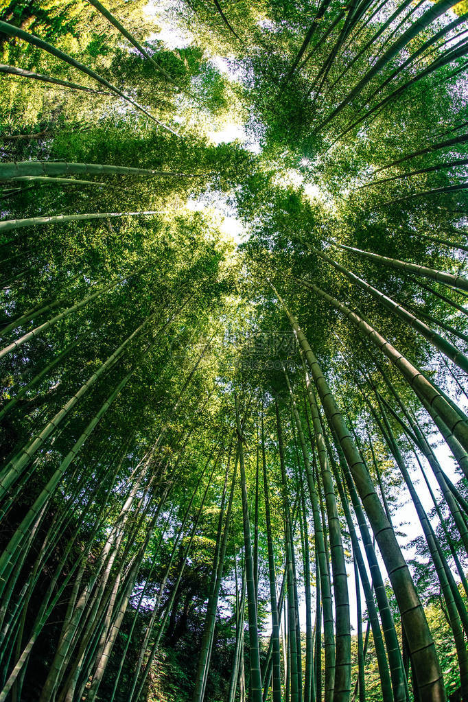 太阳从竹林里偷看图片