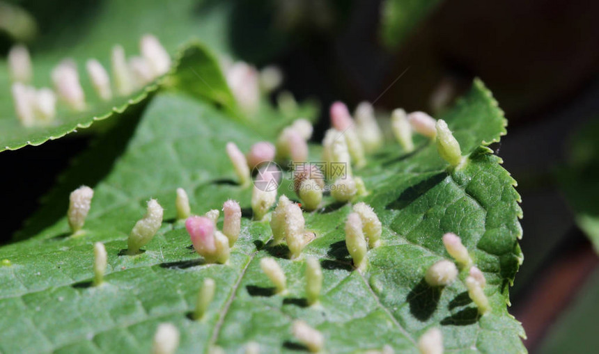 Galls是各种生物昆虫白蚁线虫真菌细菌和引起的非正常图片