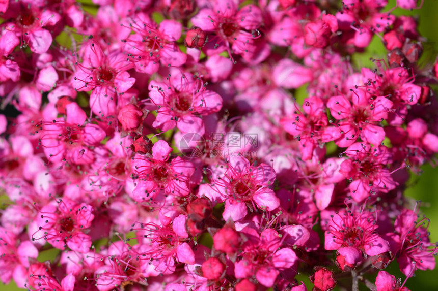 亮粉色日本绣线菊AntonyWaterer拉丁名SpiraeajaponicaW图片