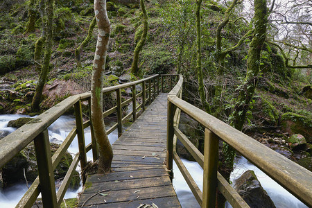 森林中一条河上的木桥图片