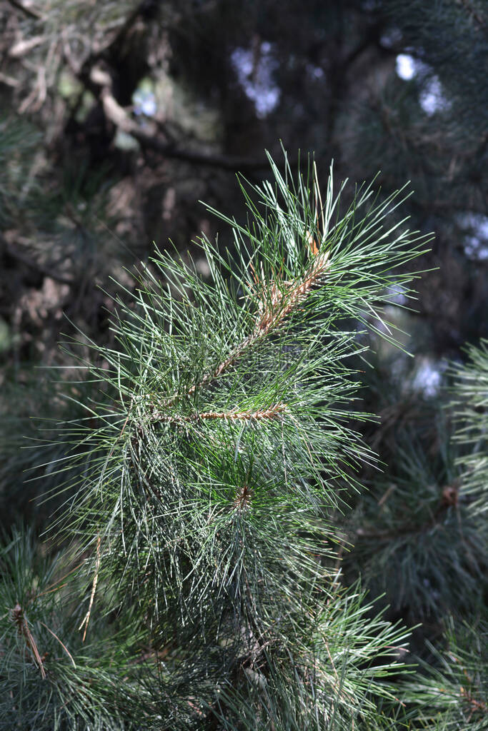 红松拉丁名Pinustabuli图片