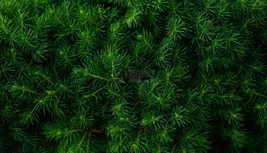 新鲜绿色加拿大圆锥云杉壁纸花卉自然背景的宏观拍摄绿叶灌木春夏质地屏幕保护程序图片