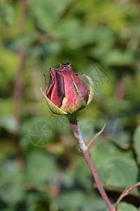 玫瑰阿卡贝拉花蕾拉丁名图片