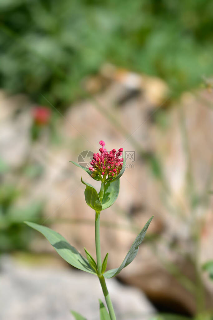 红缬草拉丁名Centranthus图片