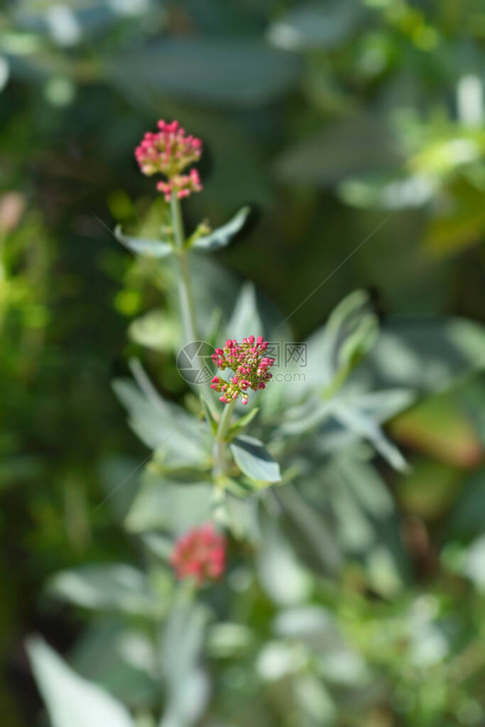 红缬草拉丁名Centranthus图片