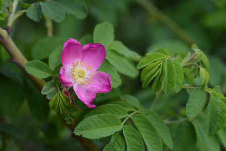 粉红色的高山玫瑰花拉丁名Rosapen背景图片