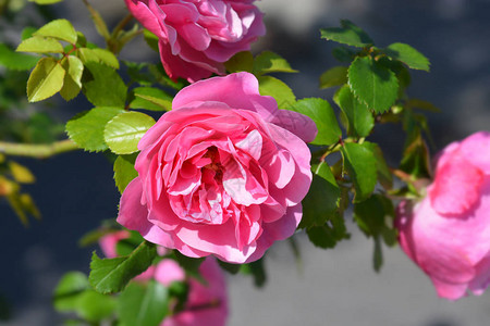 莱昂纳多达芬奇玫瑰粉红色的花拉丁名罗莎梅迪奥里莱昂纳图片