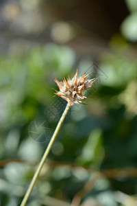 沥青三叶草种子头拉丁名Bituminariabitu图片