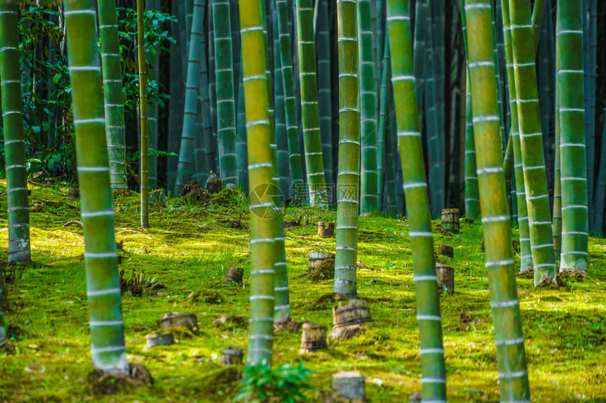 京都岚山竹林图片