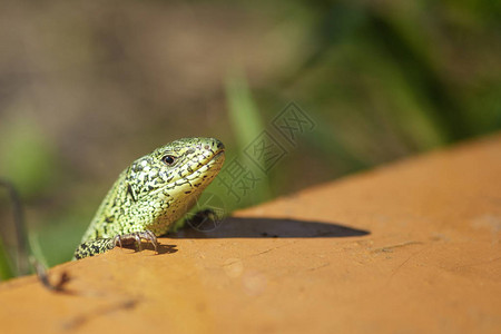 一只鲜绿色的蜥蜴看着相机野生动物概念图片