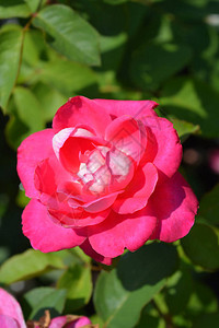 玫瑰阿卡贝拉粉红花拉丁名图片