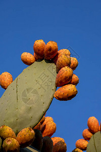 美丽成熟多汁的刺梨生长在意大利南部的叶子上图片