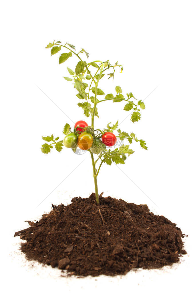 园艺番茄苗与水果图片
