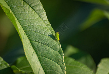 绿色的甲虫坐落在图片
