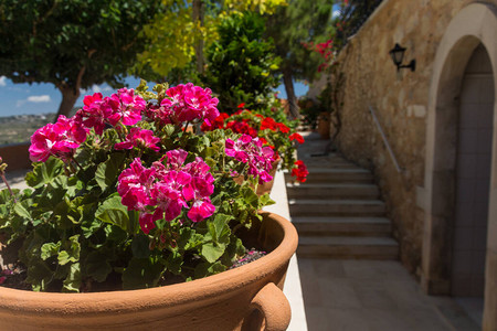 希腊克里特岛AgiaIrini修道院的粉红色天竺葵花天竺葵属422种开花的一年生二年生和多年生植物图片