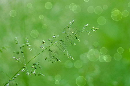 夏季花园的绿花种植绿色本图片