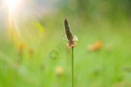 夏季花园的绿色花朵植物图片