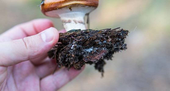 蘑菇发芽真菌及其栖息地和开图片