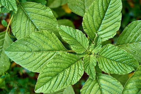 湿草叶或植物特写水滴图片