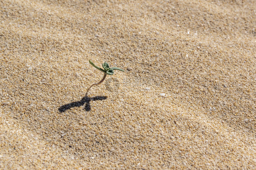 沙子中的小发芽植物图片