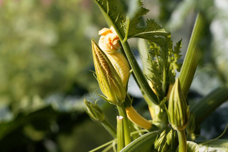 Zucchini工厂的花朵Cucurbita图片