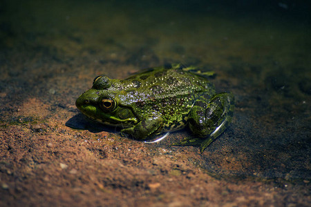 水中的活青蛙图片