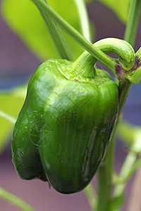被封禁的辣椒已经成熟在南约克郡唐开斯特的一个温室里图片