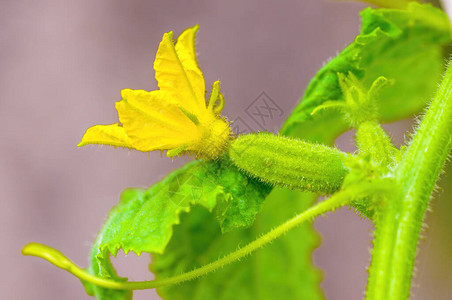 在季节花园的植物上图片